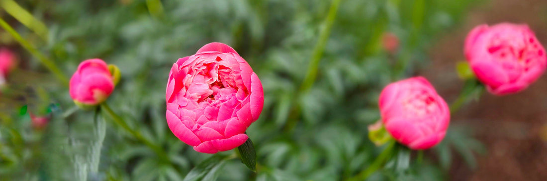 Peonies Half Open
