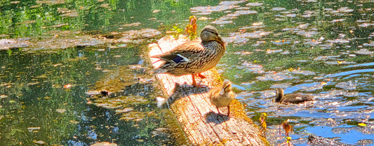 Duck Family